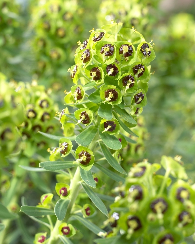 Wolfsmelk (Euphorbia characias 'Black Pearl')