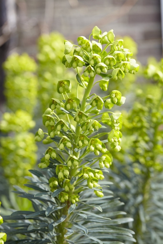 Wolfsmelk (Euphorbia characias)