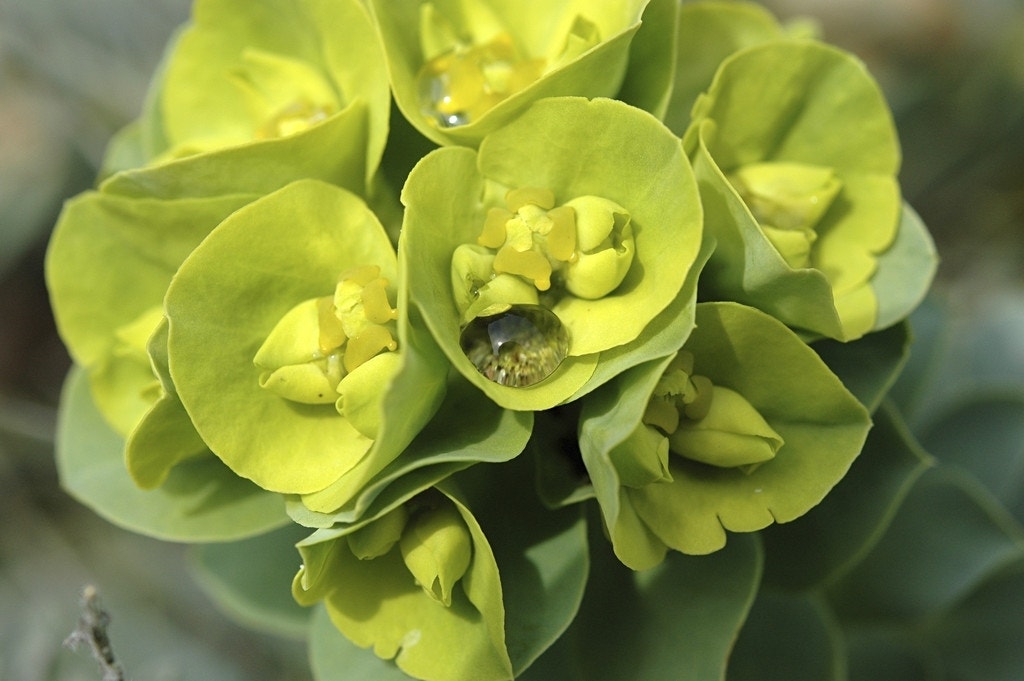 Wolfsmelk (Euphorbia myrsinites)