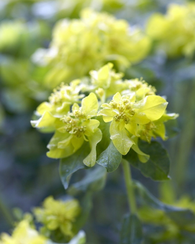 Wolfsmelk (Euphorbia polychroma)