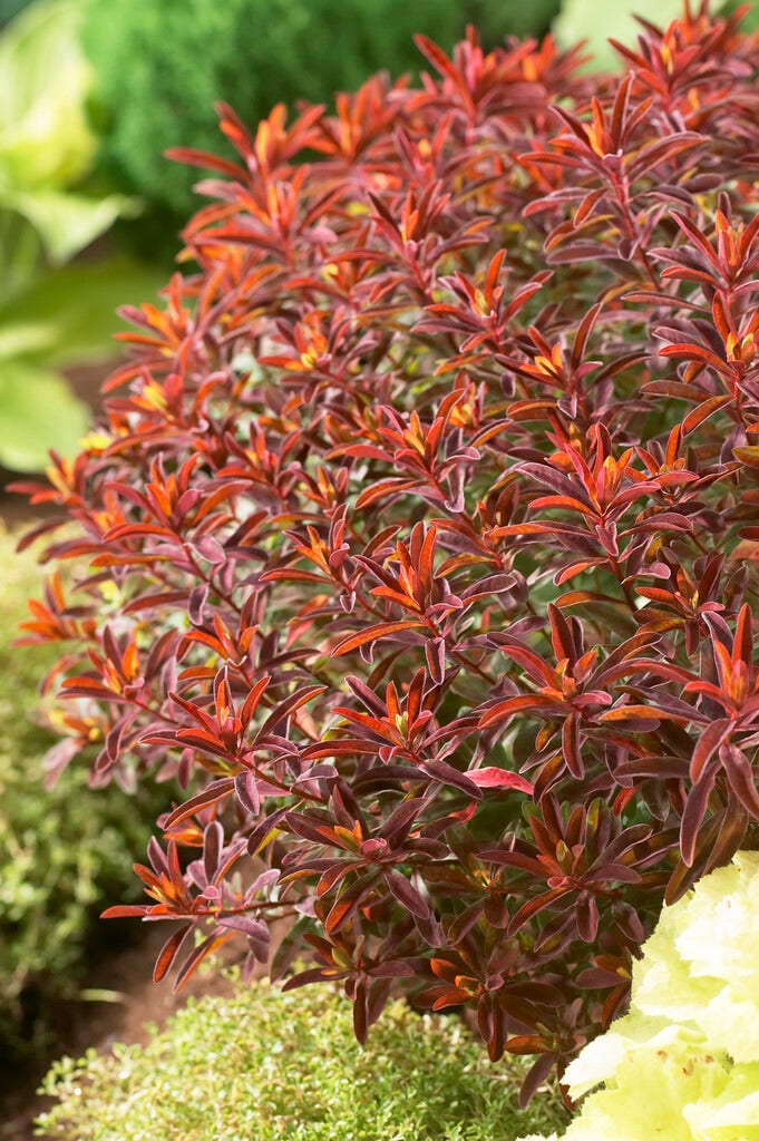 Wolfsmelk (Euphorbia polychroma 'Bonfire')