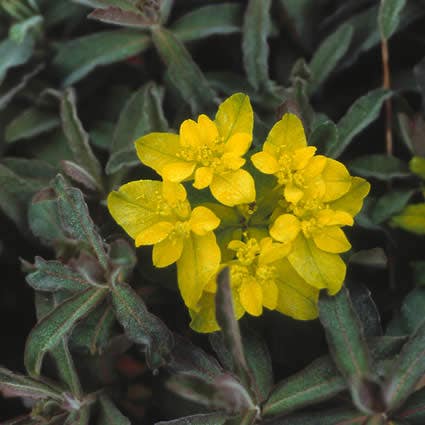 Wolfsmelk (Euphorbia polychroma 'Purpurea')