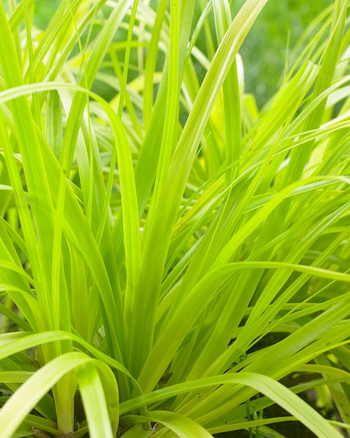 Zegge (Carex 'Everillo')