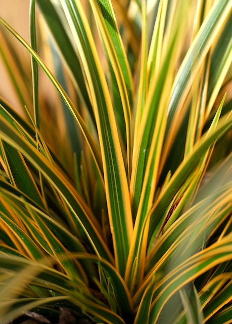 Zegge (Carex morrowii 'Everglow')