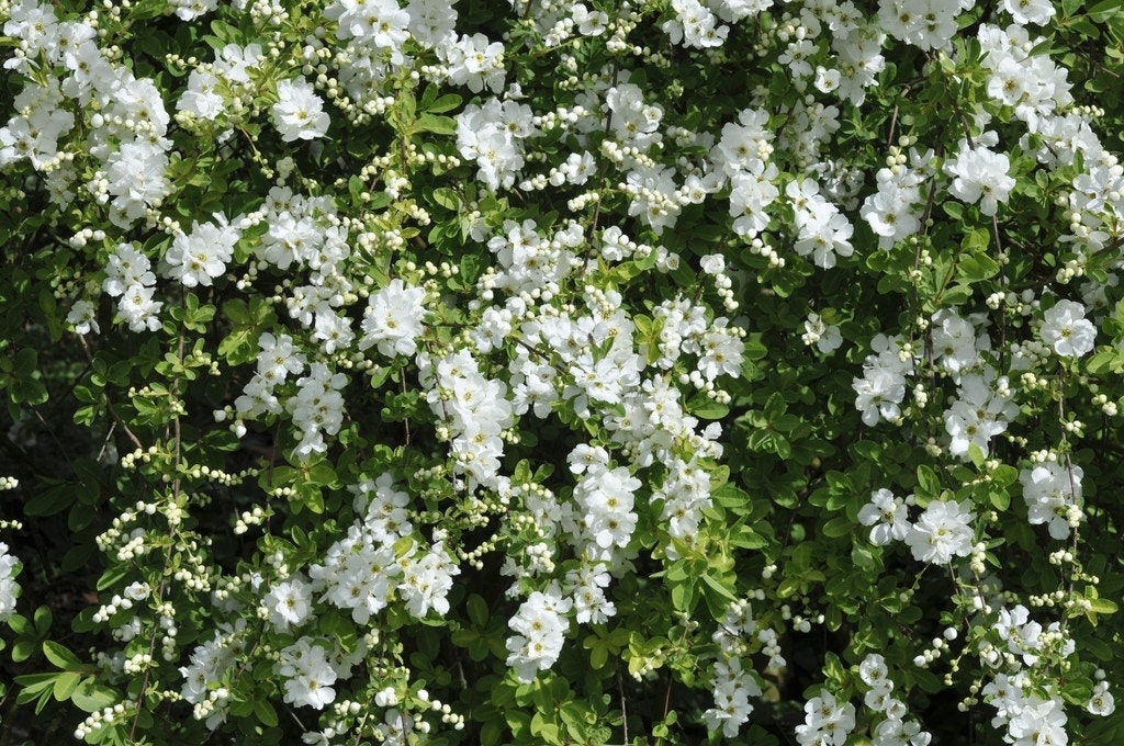 Exochorda (Exochorda macrantha 'The Bride')