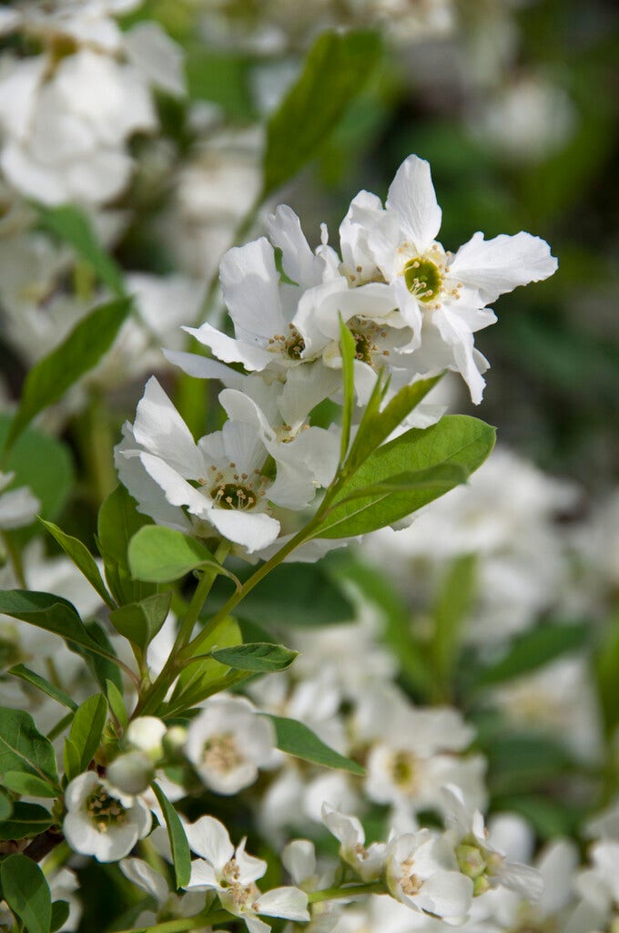 Parelstruik (Exochorda racemosa. Blushing Pearl ®)