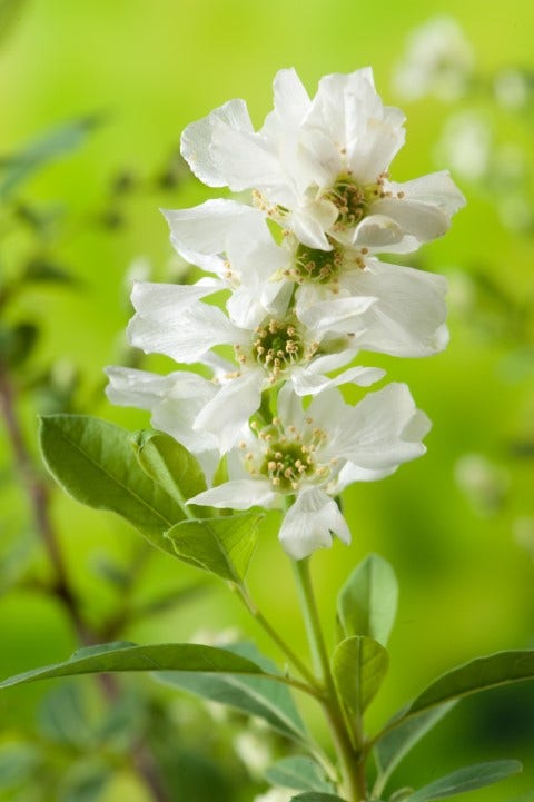 Parelstruik (Exochorda racemosa 'Niagara')