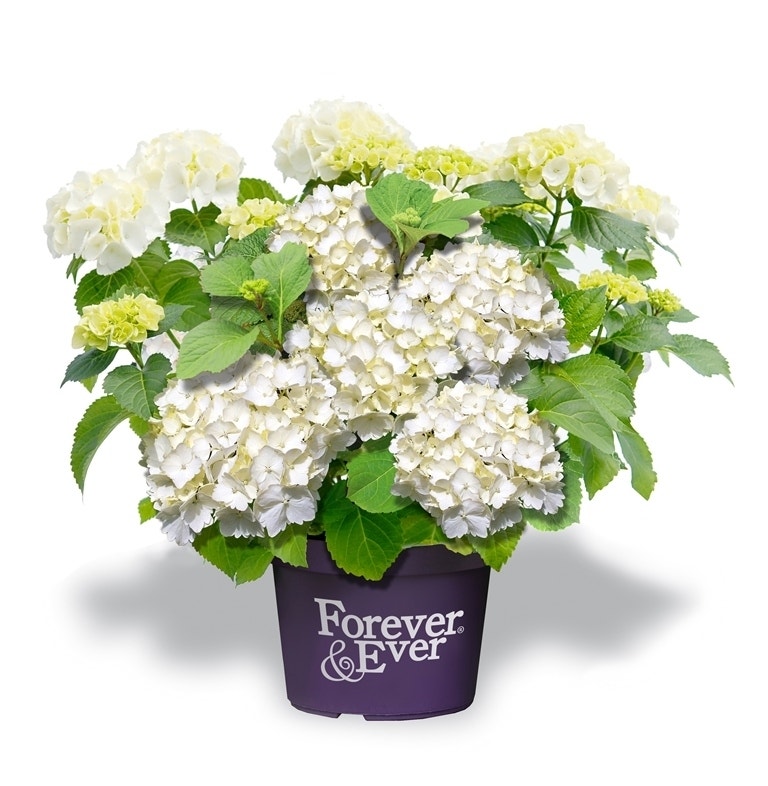 Hortensia wit (Hydrangea 'Forever&Ever')