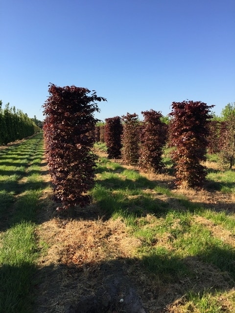 Rode Beukenhaag als Haagelement (Fagus sylvatica 'Atropunicea')