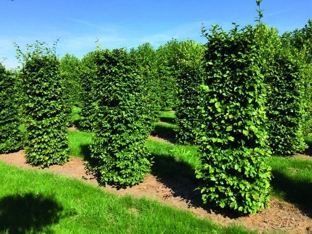 Beukenhaag als Haagelement (Fagus sylvatica)