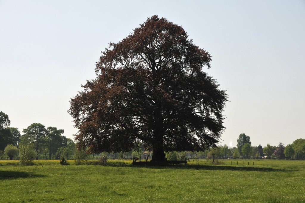 Rode Beukenboom (Fagus sylvatica 'Atropunicea' )