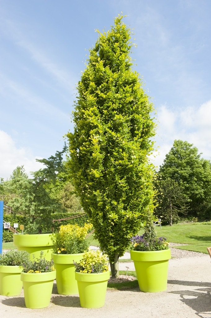 Gele Zuilbeuk (Fagus sylvatica 'Dawyck Gold')