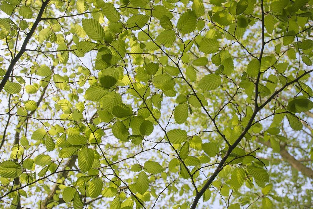 Groene Beuk als leiboom (Fagus sylvatica)