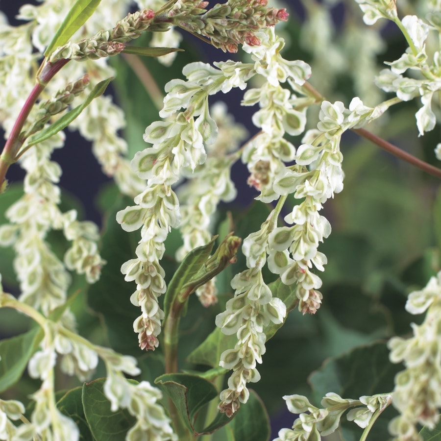 Bruidssluier (Fallopia aubertii)