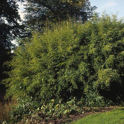 Niet woekerende Bamboe (Fargesia murieliae)