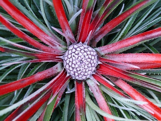 Tuin Bromelia (Fascicularia 'Bicolor')