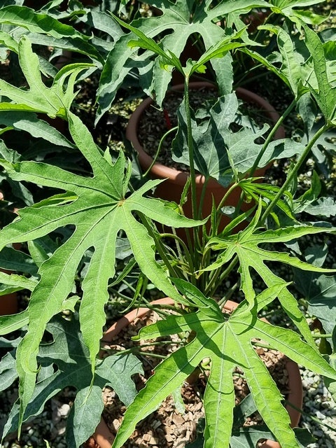 Vingerplant (Fatsia polycarpa 'Green fingers')