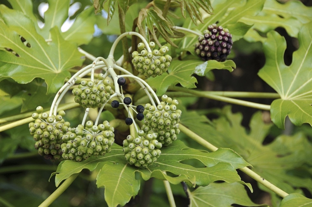 Vingerplant (Fatsia japonica)