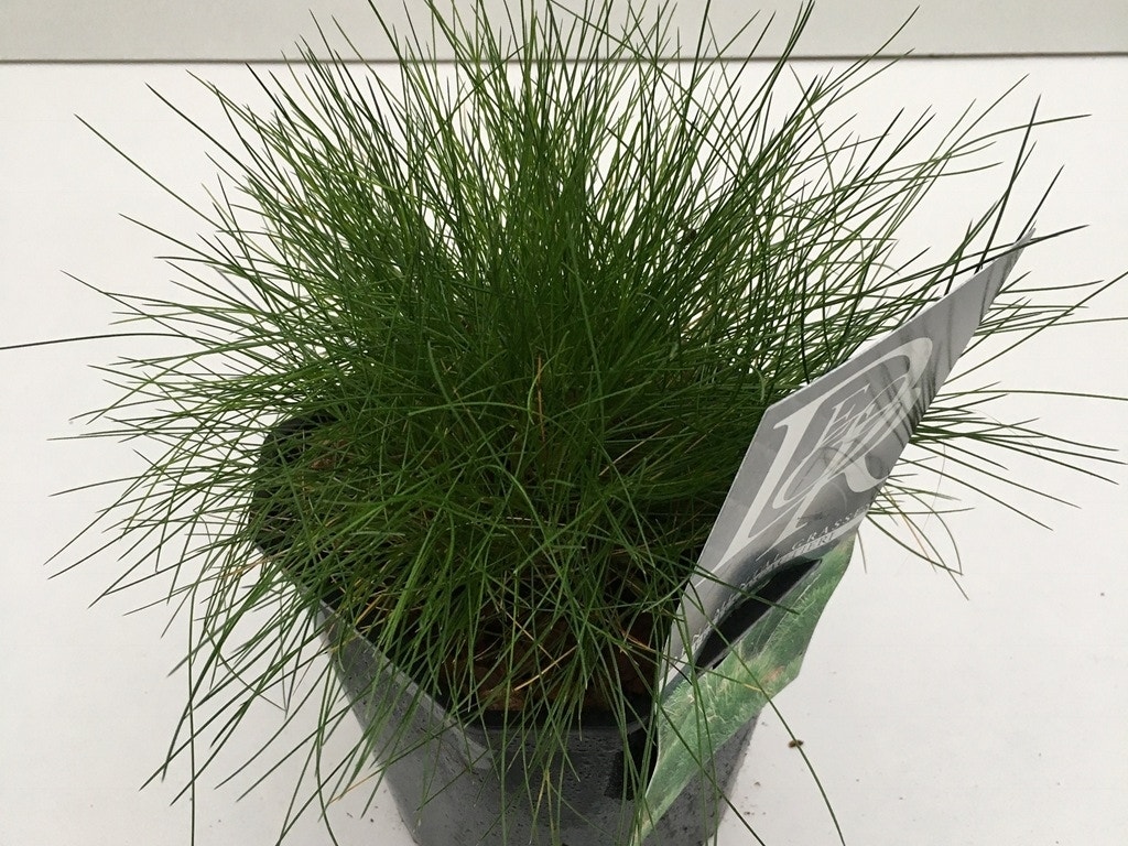 Zwenkgras (Festuca gautieri )