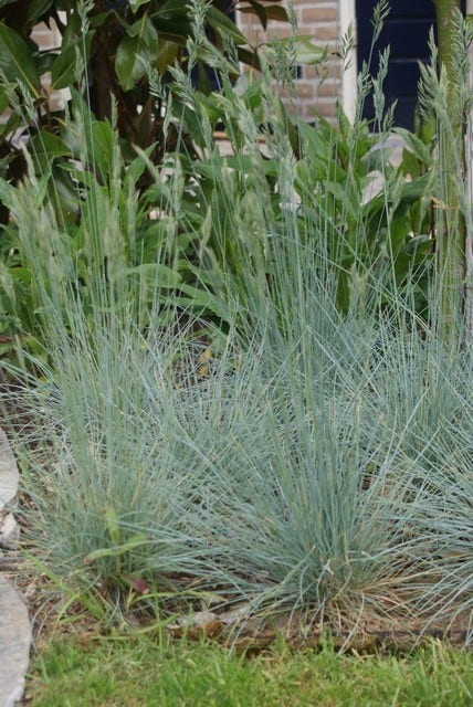 Zwenkgras (Festuca glauca 'Elijah Blue')