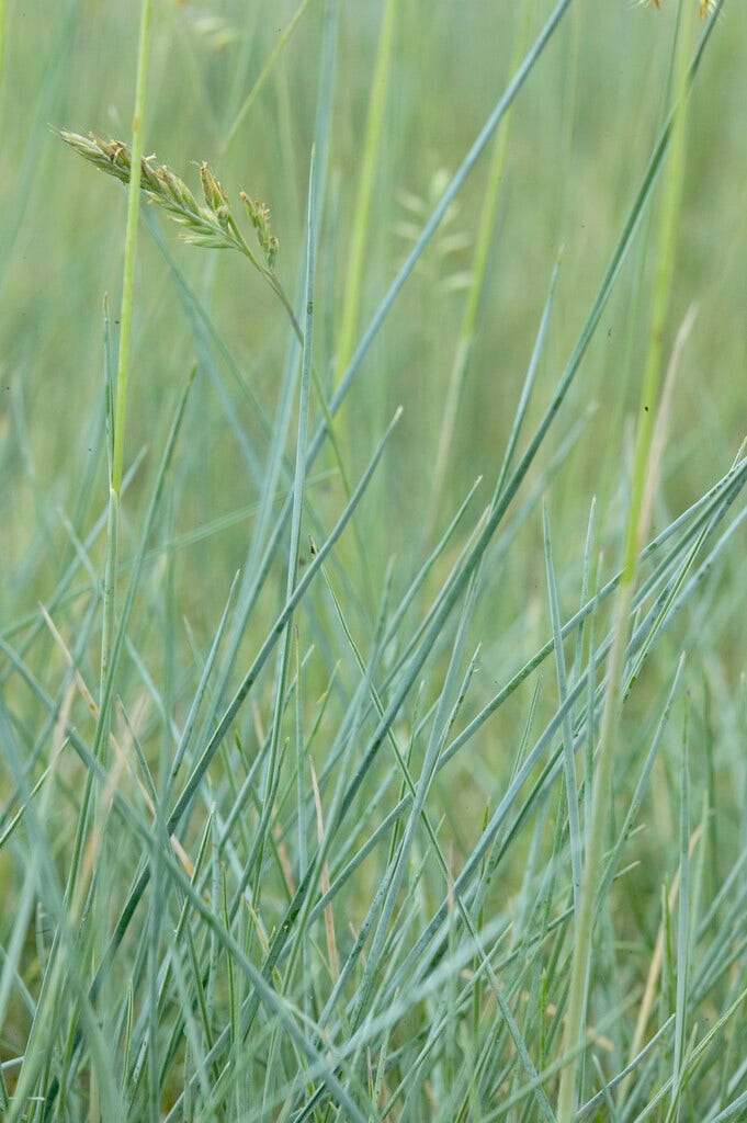 Genaald schapengras (Festuca ovina)