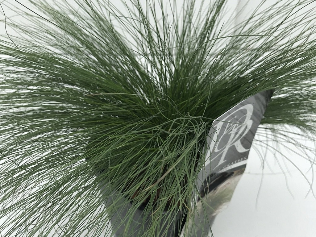 Zwenkgras (Festuca 'walberla')