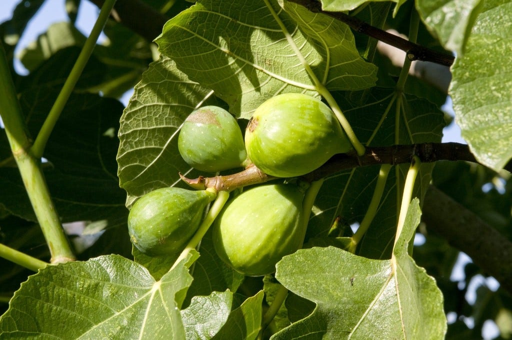 Vijg (Ficus carica 'Fiorone Bianco')