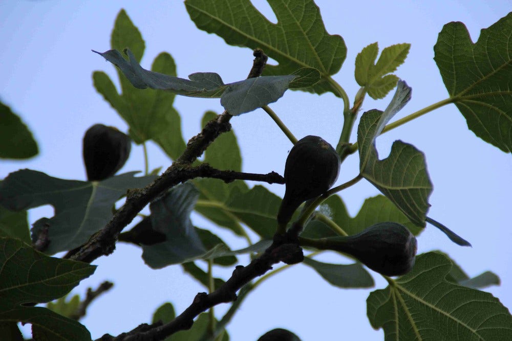 Vijg op stam (Ficus carica)