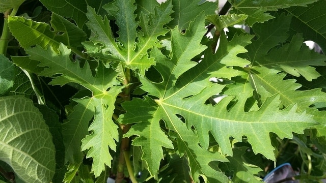 Vijg (Ficus carica 'Ice Crystal')