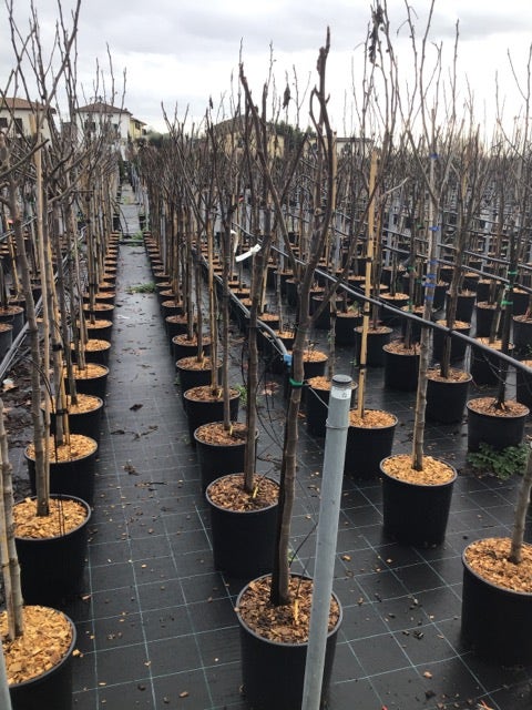 Vijg als halfstam (Ficus carica 'Ronde de Bordeaux')