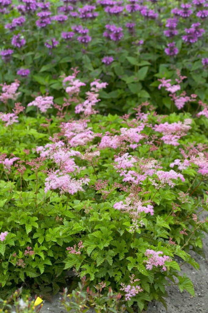 Moerasspirea  (Filipendula 'Kahome')