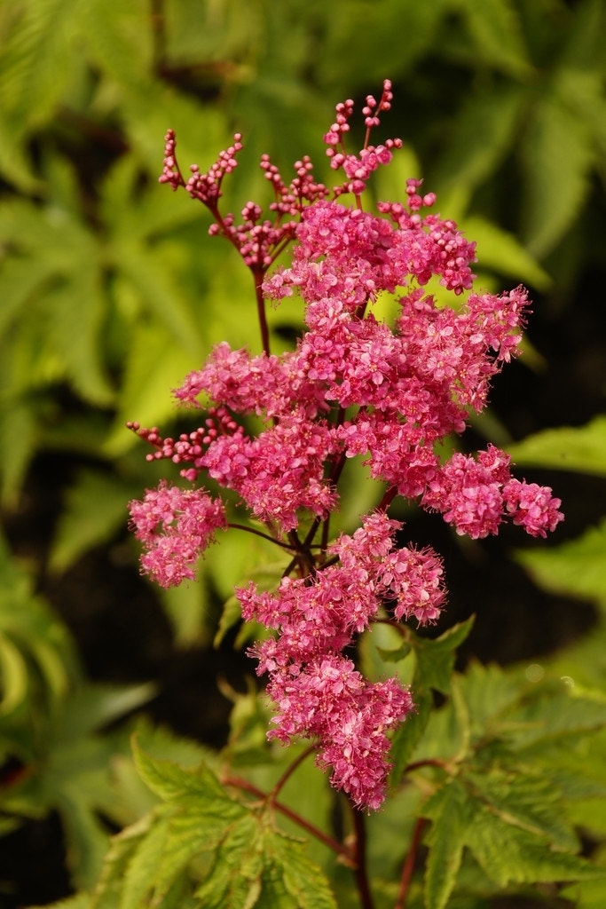 Moerasspiaea (Filipendula purpurea)