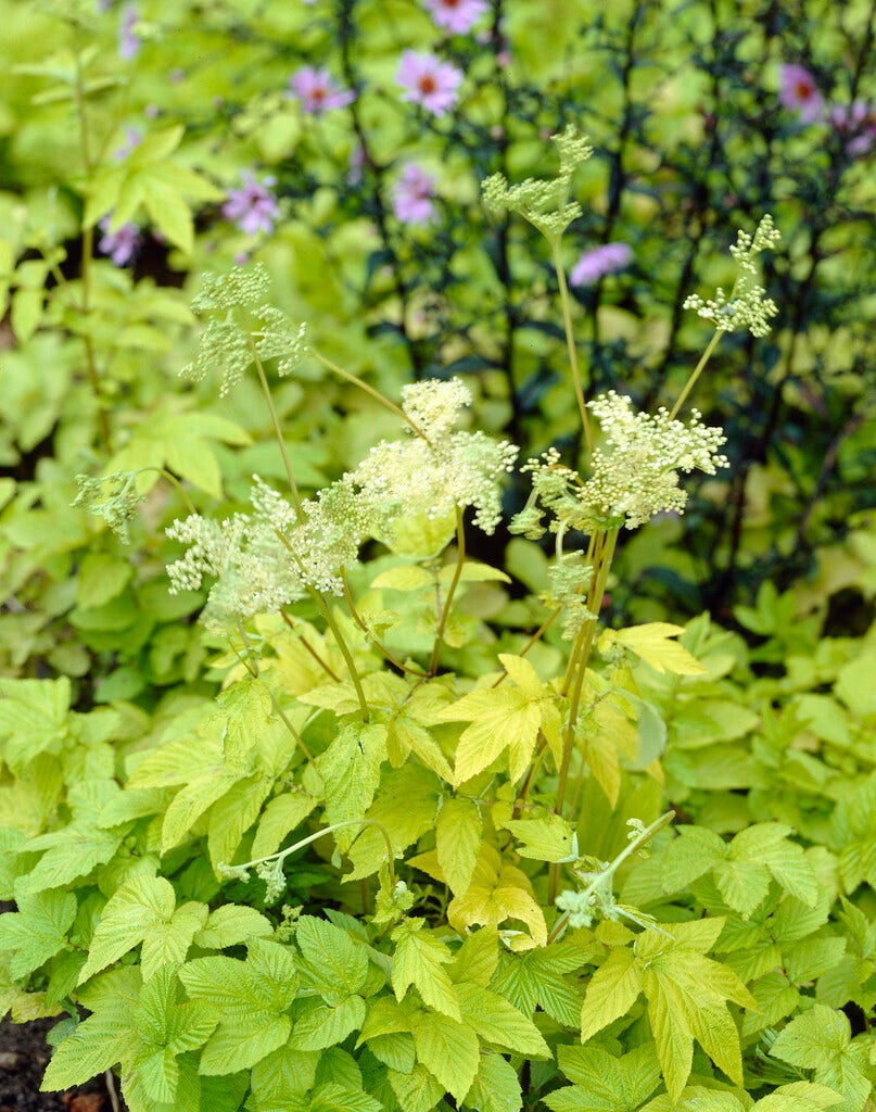 Moerasspirea (Filipendula ulmaria 'Aurea')