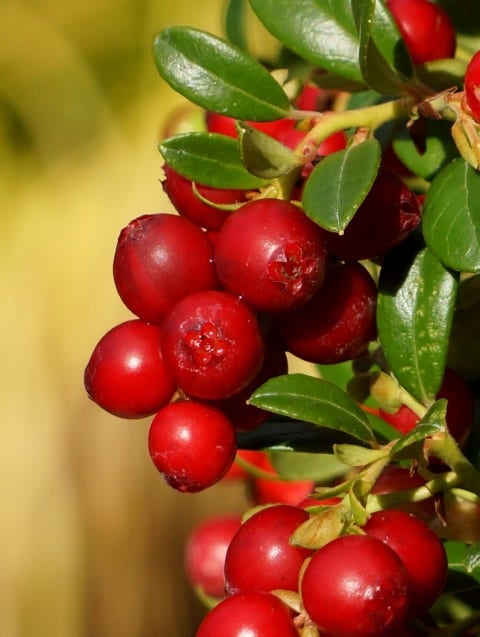 Vossenbes (Vaccinium vitis-idaea 'Fireballs')