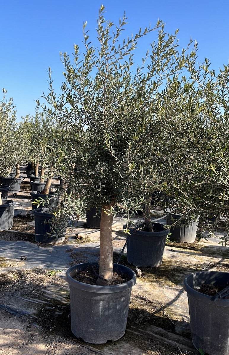 Olijfboom als solitair (Olea europaea)