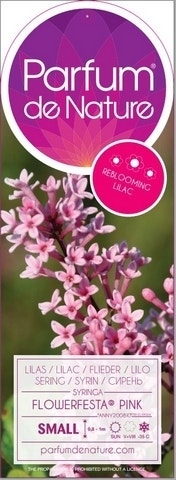 Sering op stam (Syringa Flowerfesta® 'Pink')