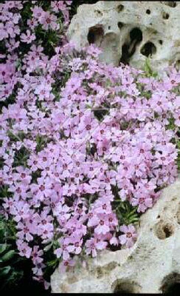 Vlambloem (Phlox 'Rosette')