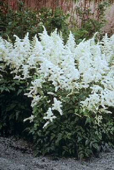 Spirea (Astilbe 'Deutschland')