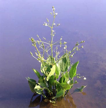 Waterweegbree (Alisma plantago-aquatica)