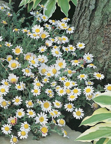 Kamille (Anthemis carpatica 'Karpatenschnee')