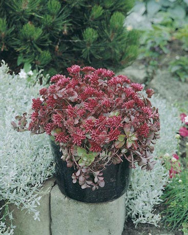 Vetkruid (Sedum spurium 'Splendens')