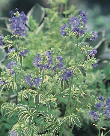 Jacobsladder (Polemonium caeruleum 'Blanjou')