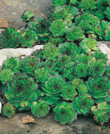 Huislook (Sempervivum 'Birchmeier')