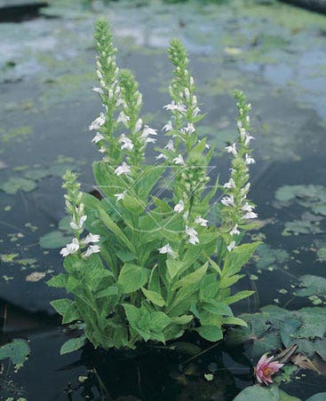 Waterlobelia (Lobelia siphilitica 'Alba')