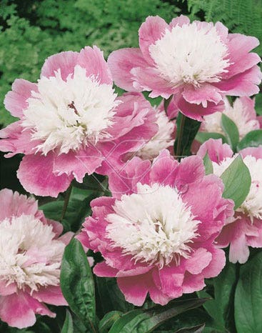 Pioen/pioenroos (Paeonia 'Bowl of Beauty')