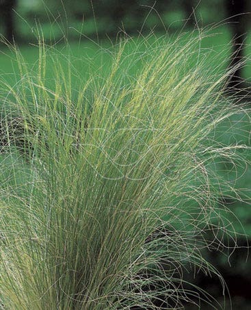 Vedergras (Stipa tenuifolia)