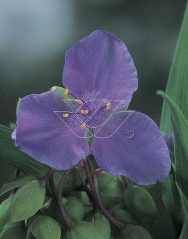 Eendagsbloem (Tradescantia 'J.C. Weguelin')