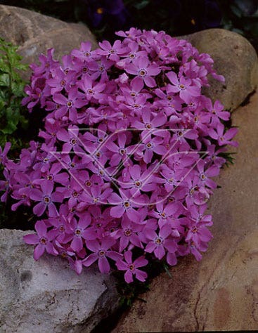 Vlambloem (Phlox borealis)