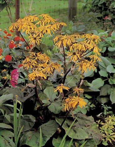 Kruiskruid (Ligularia dentata 'Desdemona')