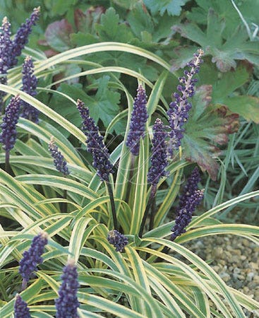 Leliegras (Liriope muscari 'Variegata')